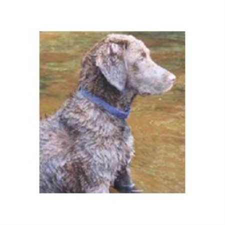 Chesapeake Bay Retriever breeder in New Jersey picture 2