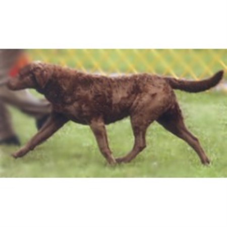 Chesapeake Bay Retriever in New Jersey picture 2
