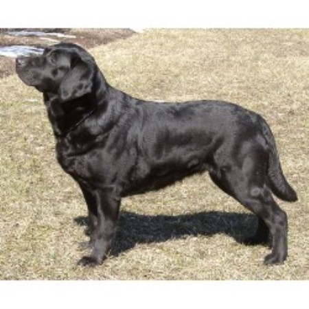Labrador Retriever breeder in Southampton New Jersey