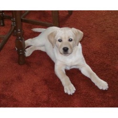 Lab breeder in New Jersey picture 2