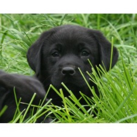 Lab in New Jersey
