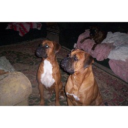 Boxer Stud in Ohio