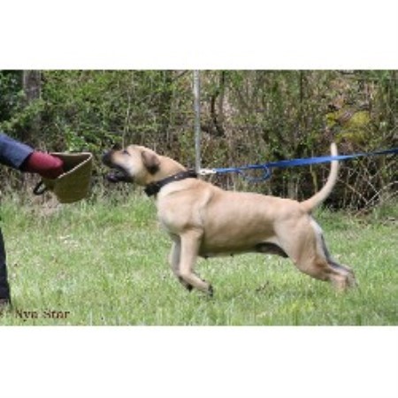Mastiff breeder in Oregon picture 2