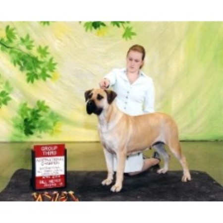 Mastiff breeder in Oregon City Oregon