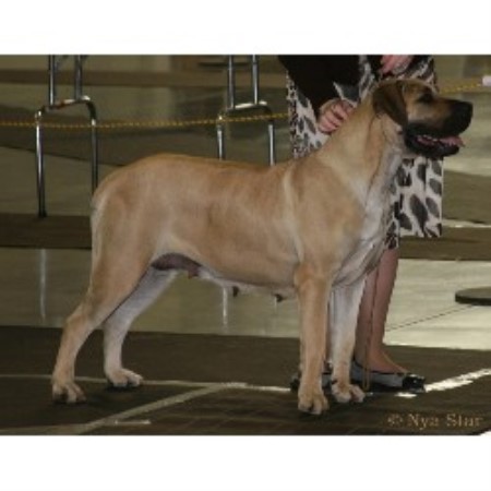 Mastiff Breeder in Oregon City, Oregon