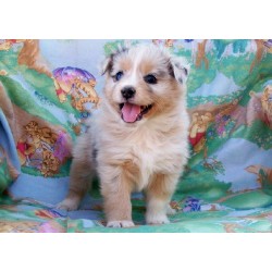 Miniature Australian Shepherd Breeder in Kearny, Arizona