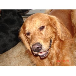 Goldendoodle Breeder in Hudosn, Ohio