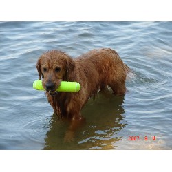 Goldendoodle breeder in Hudosn Ohio