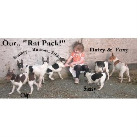 Rat Terrier Breeder in Abbotsford, British Columbia