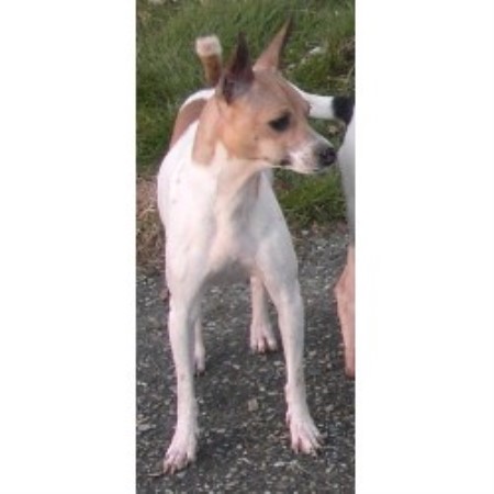 Rat Terrier breeder in Abbotsford British Columbia