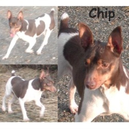 Rat Terrier breeder in British Columbia picture 2