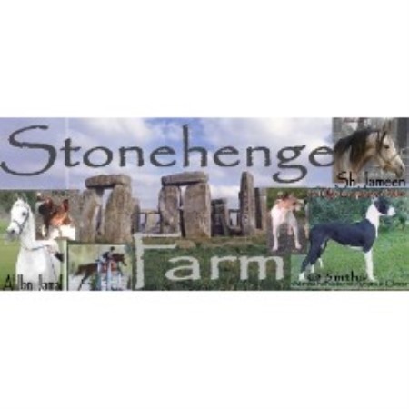 Rat Terrier in British Columbia picture 2