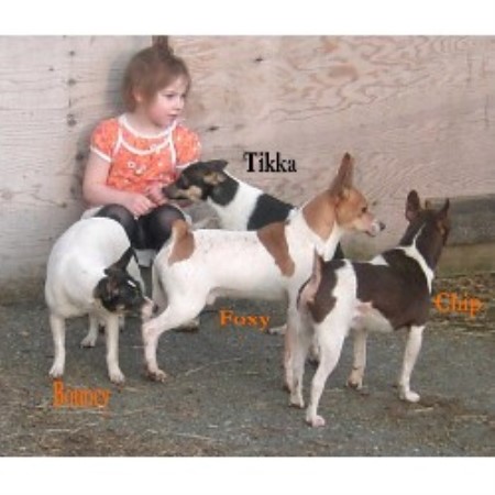 Rat Terrier Breeder in Saskatoon, Saskatchewan