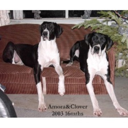Great Dane Breeder in Abbotsford, British Columbia