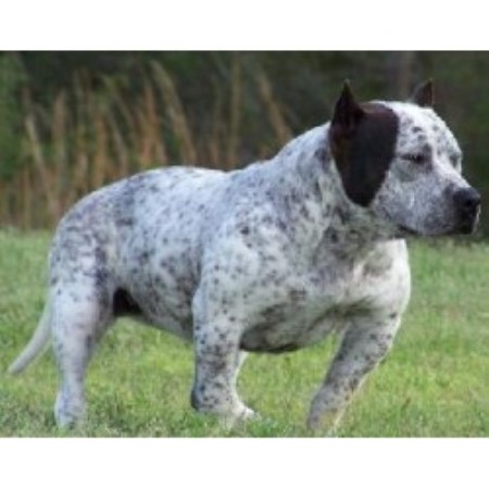 Bull Terrier Breeds on We Found 3 American Pit Bull Terrier Breeders In Mississippi