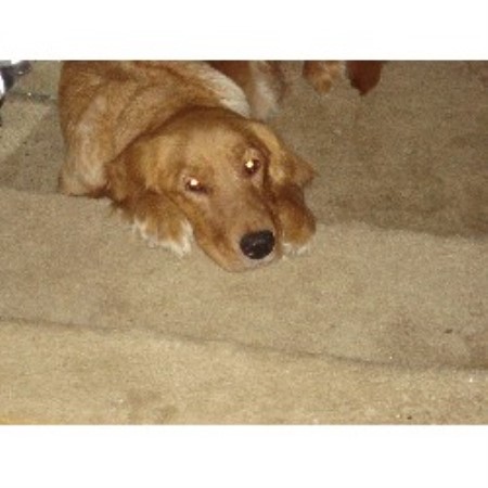 Golden Retriever breeder in West Texas