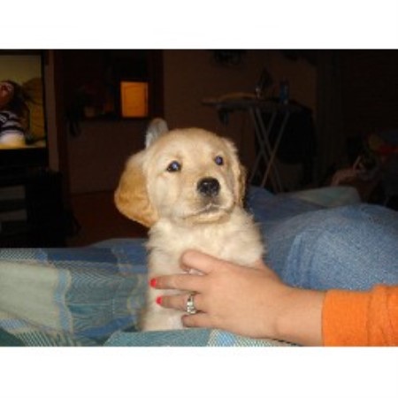 Golden Retriever in Texas