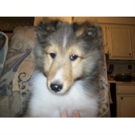 Sheltie breeder in Wisconsin picture 2