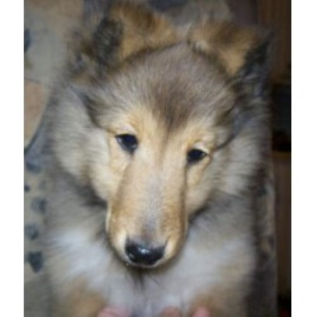 Sheltie in Wisconsin