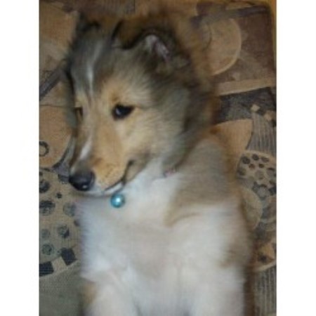 Sheltie in Wisconsin picture 2