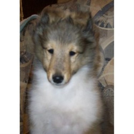 Shetland Sheepdog breeder in Marinette Wisconsin