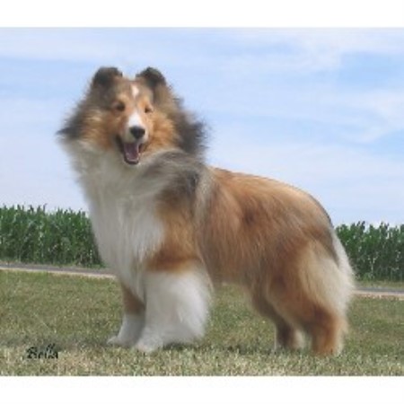 sheltie puppies for sale wisconsin wynwoods shelties shetland sheepdog breeder in marinette wisconsin listing id 10356 sheltie puppies for sale wisconsin wynwoods shelties shetland sheepdog breeder in marinette wisconsin listing id 10356
