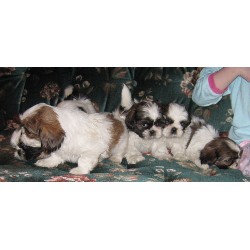 Shih Tzu in Ontario