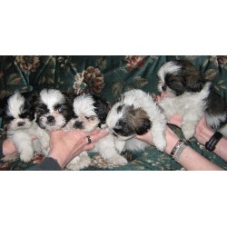 Shih Tzu in Ontario picture 2