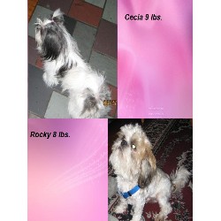 Shih Tzu breeder in Ontario picture 2