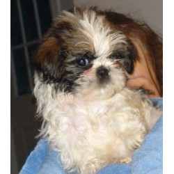 Shih Tzu Breeder in Huntsville, Ontario