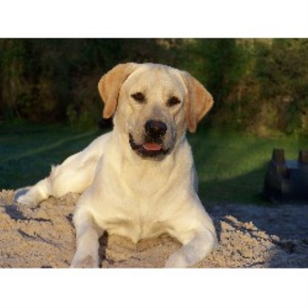 labrador retriever puppies florida labrador retriever lab breeders in florida freedoglistings page 3 labrador retriever puppies florida labrador retriever lab breeders in florida freedoglistings page 3