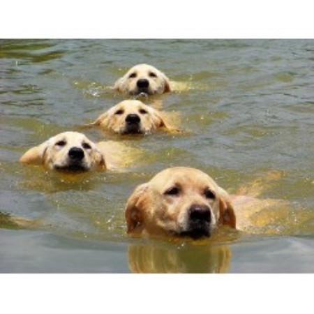 Lab breeder in Florida picture 2