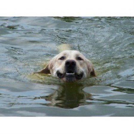 Labrador Retriever breeder in New Smyrna Florida