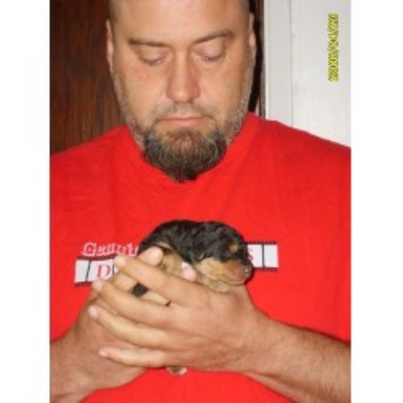 Airedale Terrier in Manitoba picture 2
