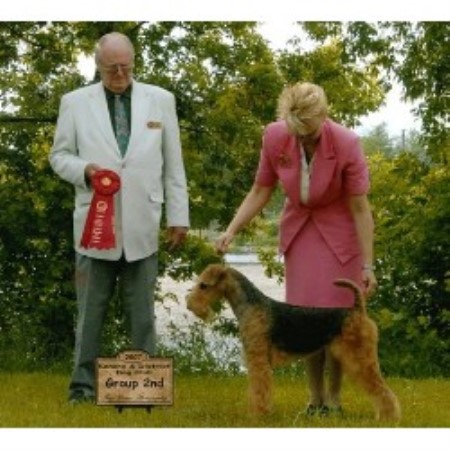 Airedale Terrier in Manitoba