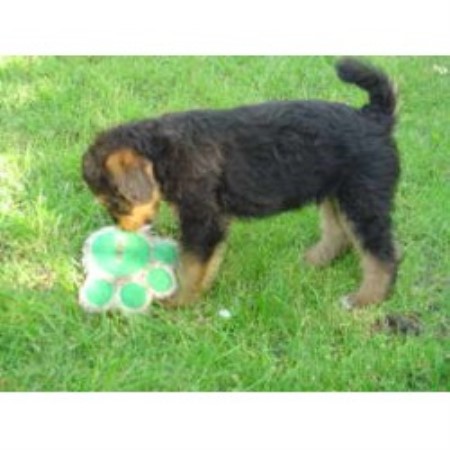 havanese puppies for sale bc havanese puppies for sale from canadian puppy breeders in bc breeds picture havanese puppies for sale bc havanese puppies for sale from canadian puppy breeders in bc breeds picture