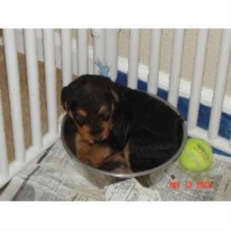 Kijiji Winnipeg Manitoba Dogs And Puppies Kijiji Winnipeg Manitoba Dogs And Puppies