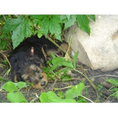 Airedale Terrier breeder in Manitoba picture 2