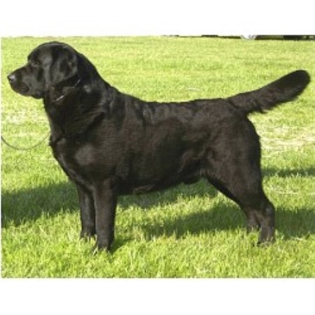 Lab in Minnesota