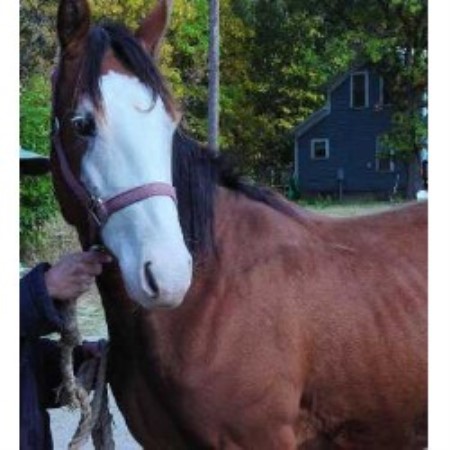 Help Save PMU Horses from Slaughter