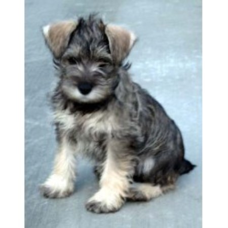 standard schnauzer puppies for sale in ga miniature schnauzer breeders in maryland freedoglistings standard schnauzer puppies for sale in ga miniature schnauzer breeders in maryland freedoglistings