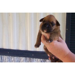Boxer Breeder in Evergreen, Alabama