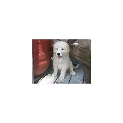 Great Pyrenees Breeder in Crescent City, Florida
