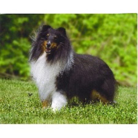 Shetland Sheepdog Breeder in Phoenix, Arizona