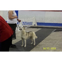 Siberian Husky breeder in Vermont picture 2
