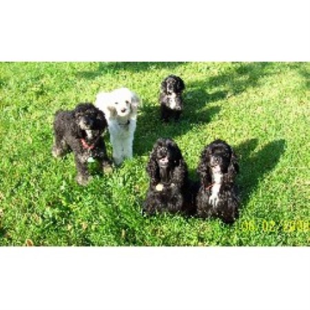 Cockapoo Breeder in Connersville, Indiana