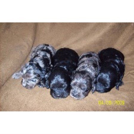Cockapoo breeder in Connersville Indiana