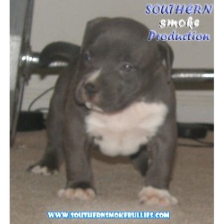 pitbull puppies for sale in nc raleigh southern smoke pitbulls american pit bull terrier breeder in raleigh carolina pitbull puppies for sale in nc raleigh southern smoke pitbulls american pit bull terrier breeder in raleigh carolina