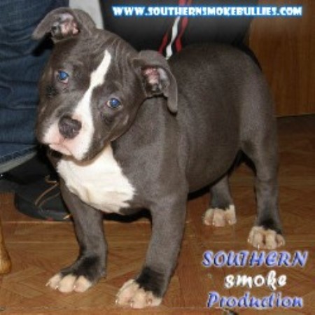 APBT in North Carolina