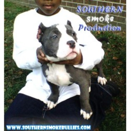 APBT in North Carolina picture 2